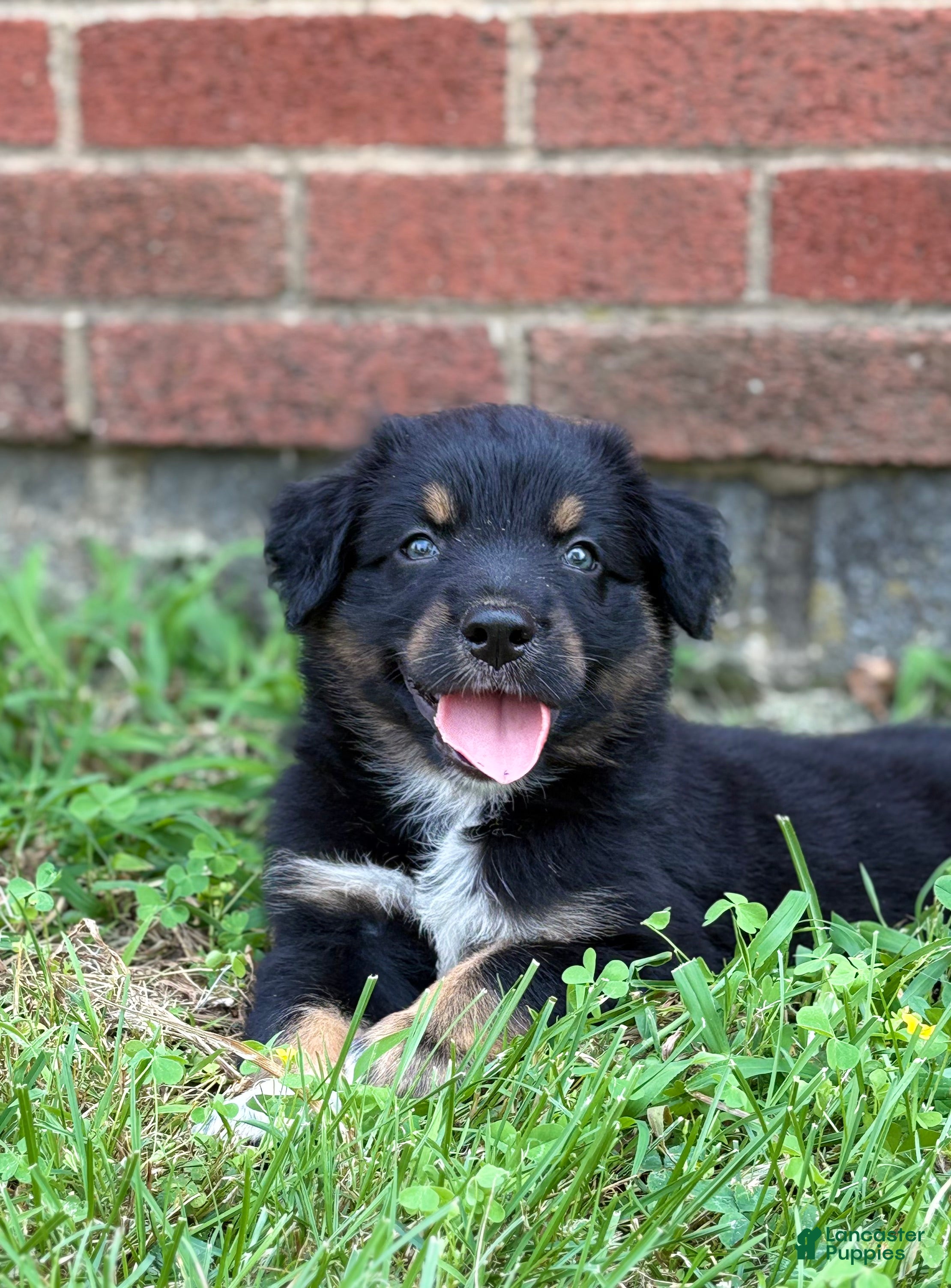Australian Shepherd dogs Rowan - Ad 1