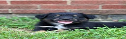Australian Shepherd dogs for sale: Rowan - Ad 1
