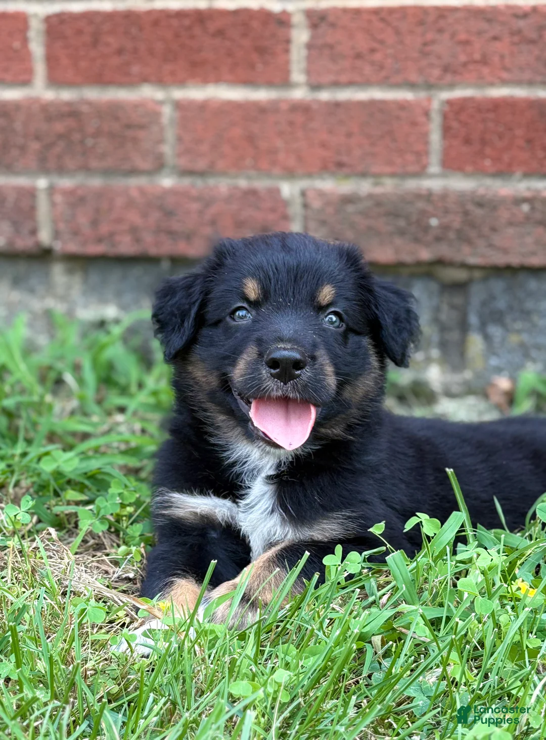 Australian Shepherd dogs for sale: Rowan - Ad 1