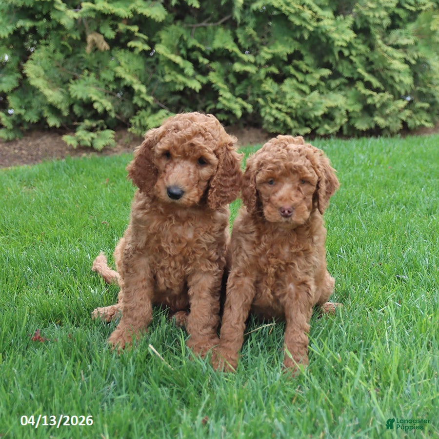 Goldendoodle dogs Scout - Ad 2