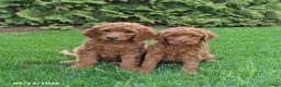 Goldendoodle dogs for sale: Scout - Ad 2