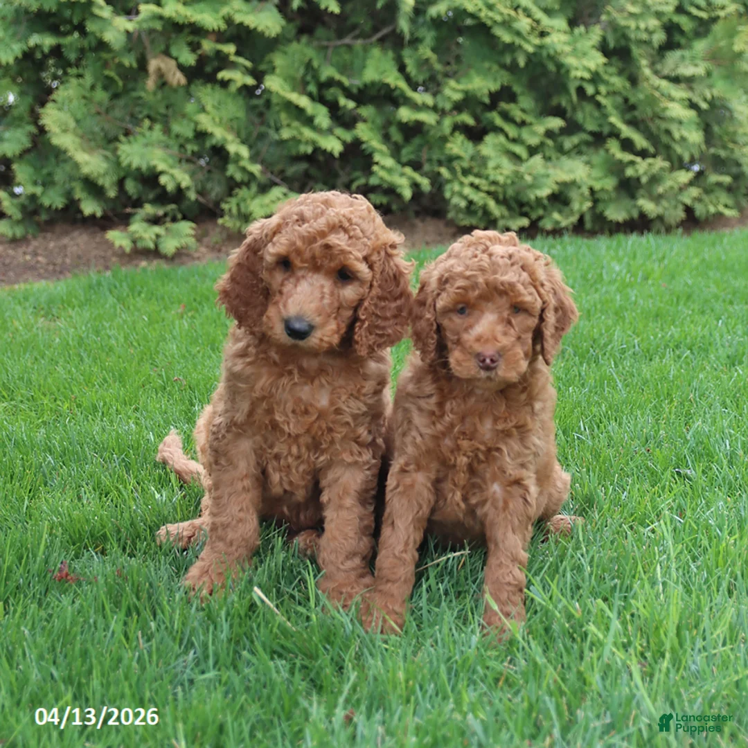 Goldendoodle dogs for sale: Scout - Ad 2