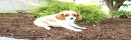 Cavapoo dogs for sale: April - Ad 3