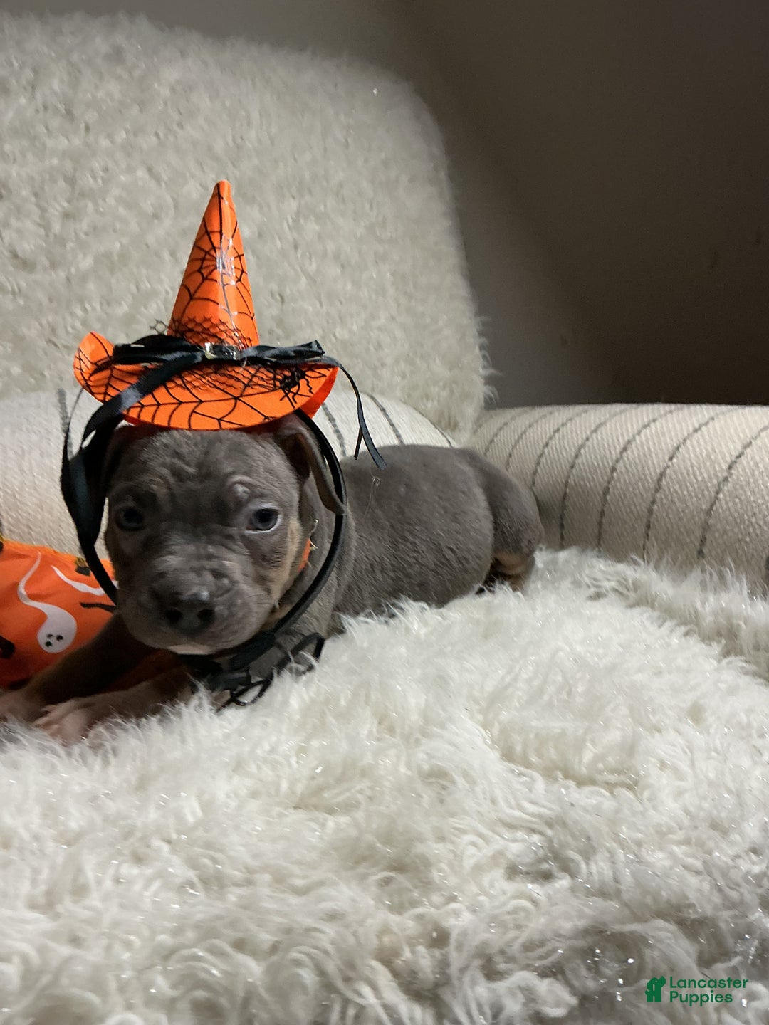 American Bully dogs for sale: Cookie Monster  - Ad 4