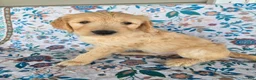 Goldendoodle dogs for sale: Green Boy - Ad 5