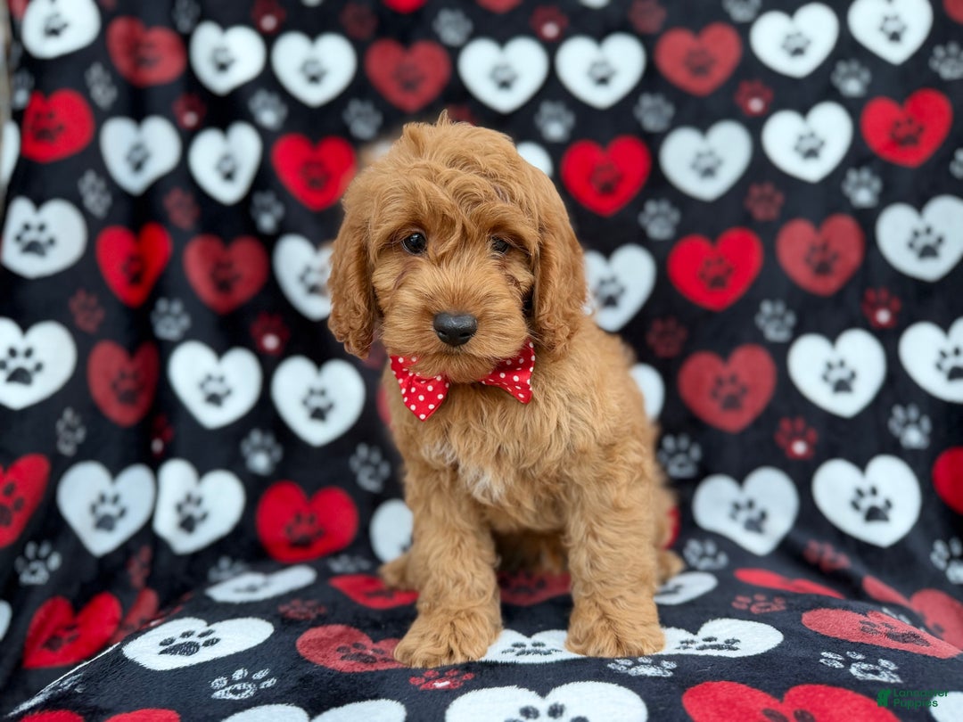 Cockapoo dogs for sale: Knox - Ad 6