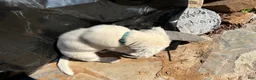 Mixed Breed dogs for sale: Mixed Breed Puppy #5 - Ad 5