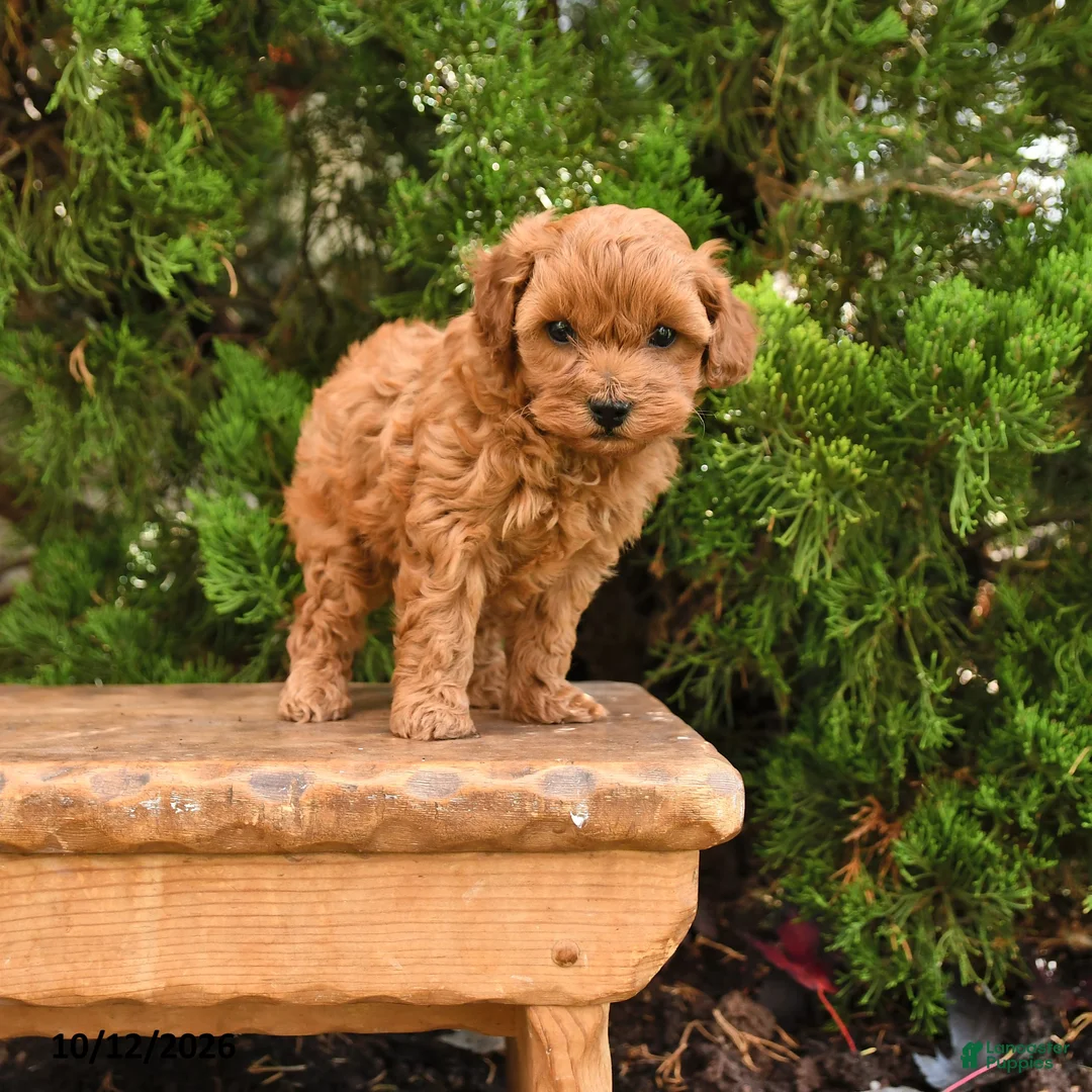 Cavapoo dogs for sale: Twila - Ad 1