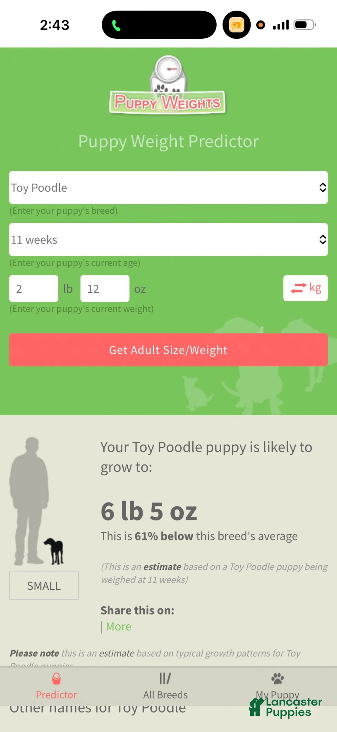 Toy Poodle dogs for sale: Akc Clear 🧬 Tested Chocolate Phantom Parti 🩷 - Ad 9