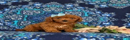 Cavapoo dogs for sale: Giselle - Ad 3