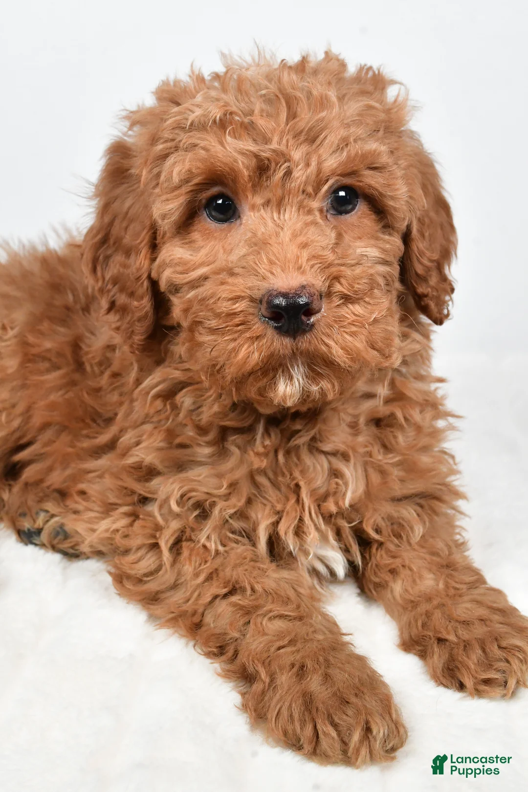 Mini Goldendoodle dogs for sale: Nicky - Ad 3