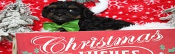 Yorkiepoo dogs for sale: Harvest  - Ad 6