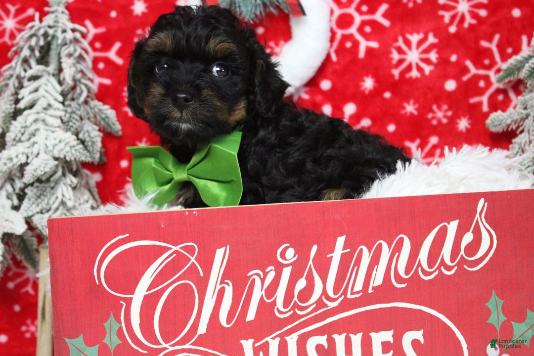 Yorkiepoo dogs for sale: Harvest  - Ad 6