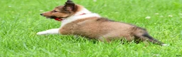Shetland Sheepdog dogs for sale: Karma - Ad 8