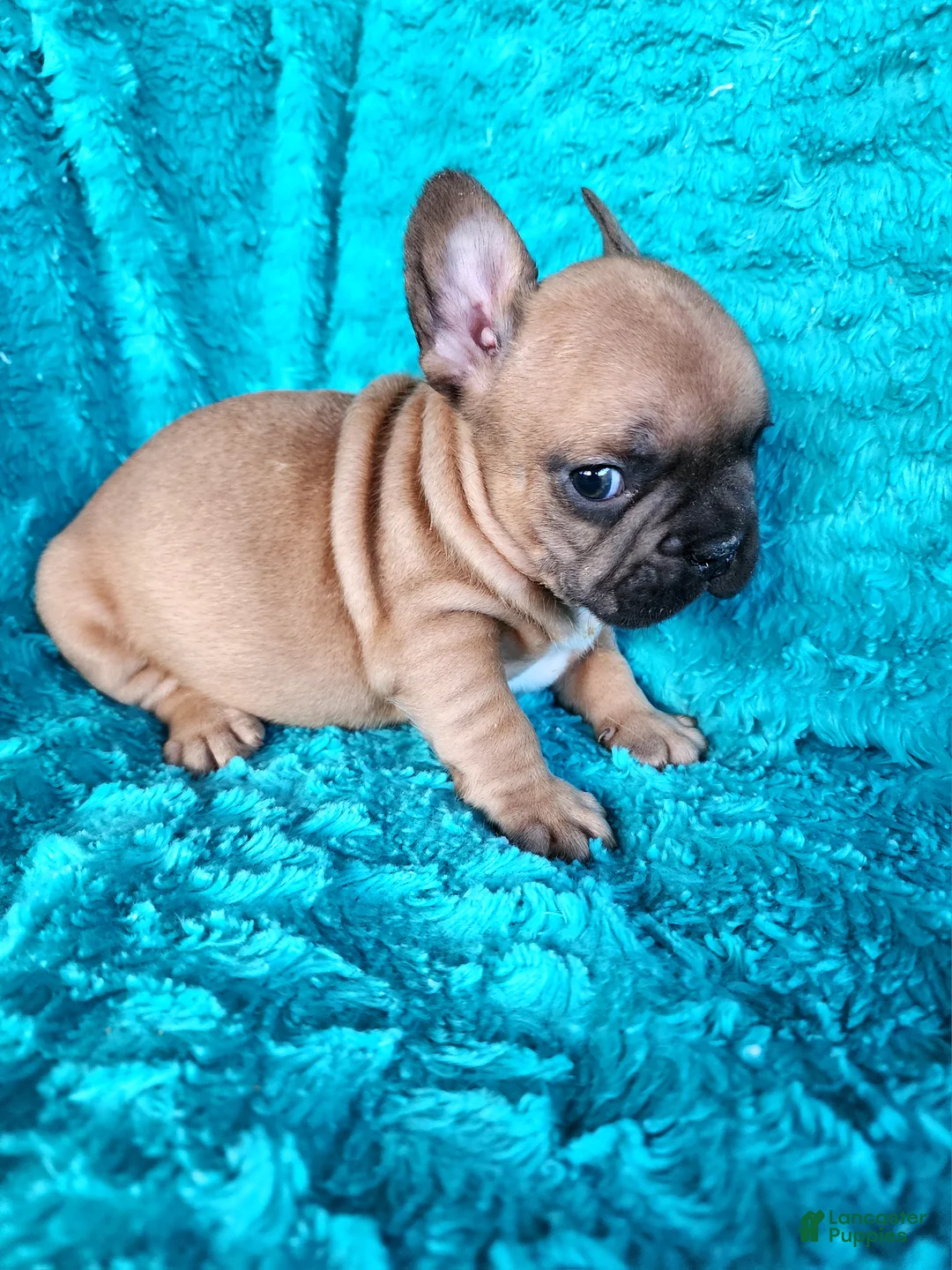 French Bulldog dogs for sale: Squirt  - Ad 6