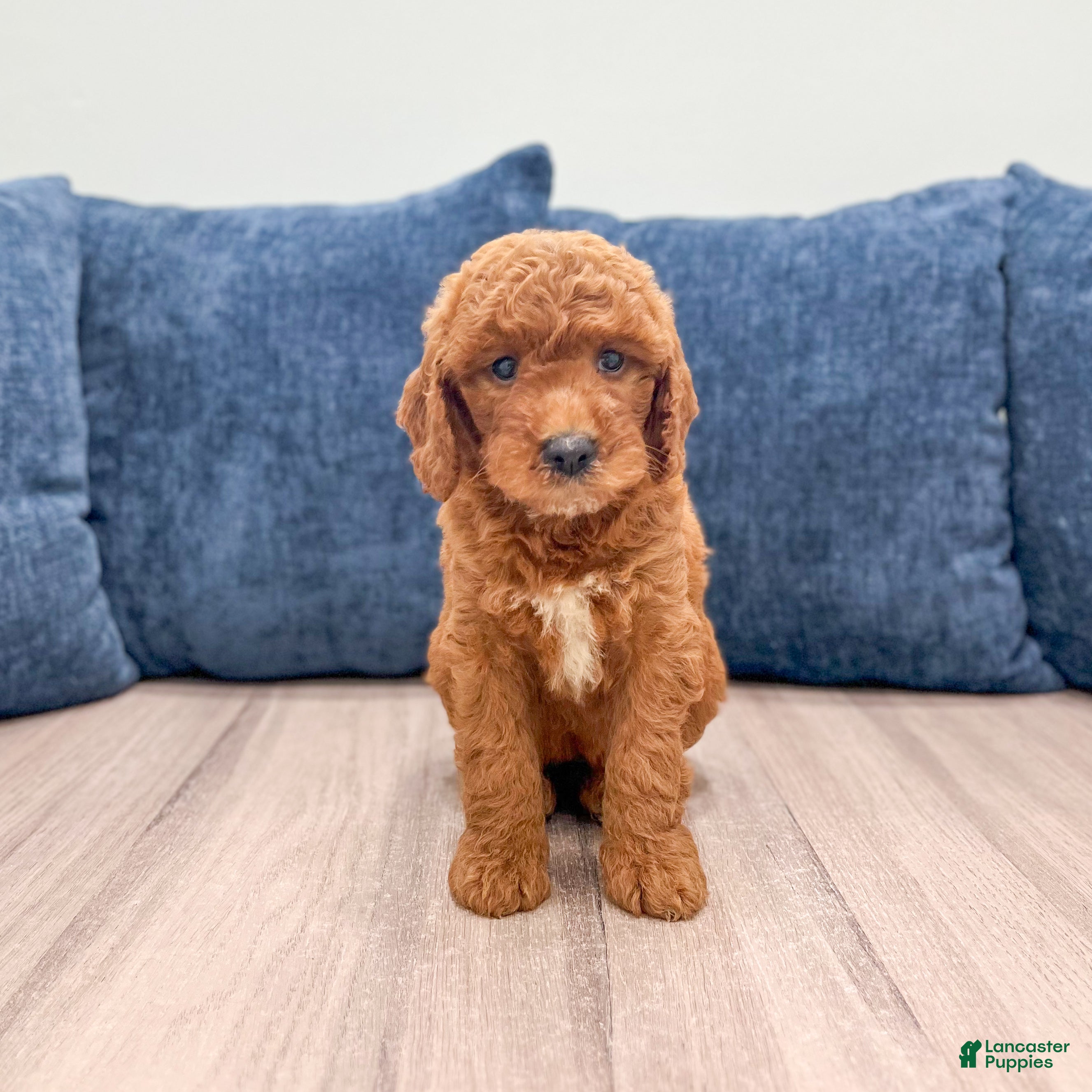 Mini Goldendoodle dogs Willow - Ad 1