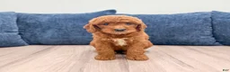 Mini Goldendoodle dogs for sale: Willow - Ad 1