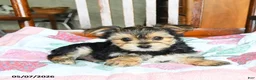 Morkie dogs for sale: Josephine - Ad 5
