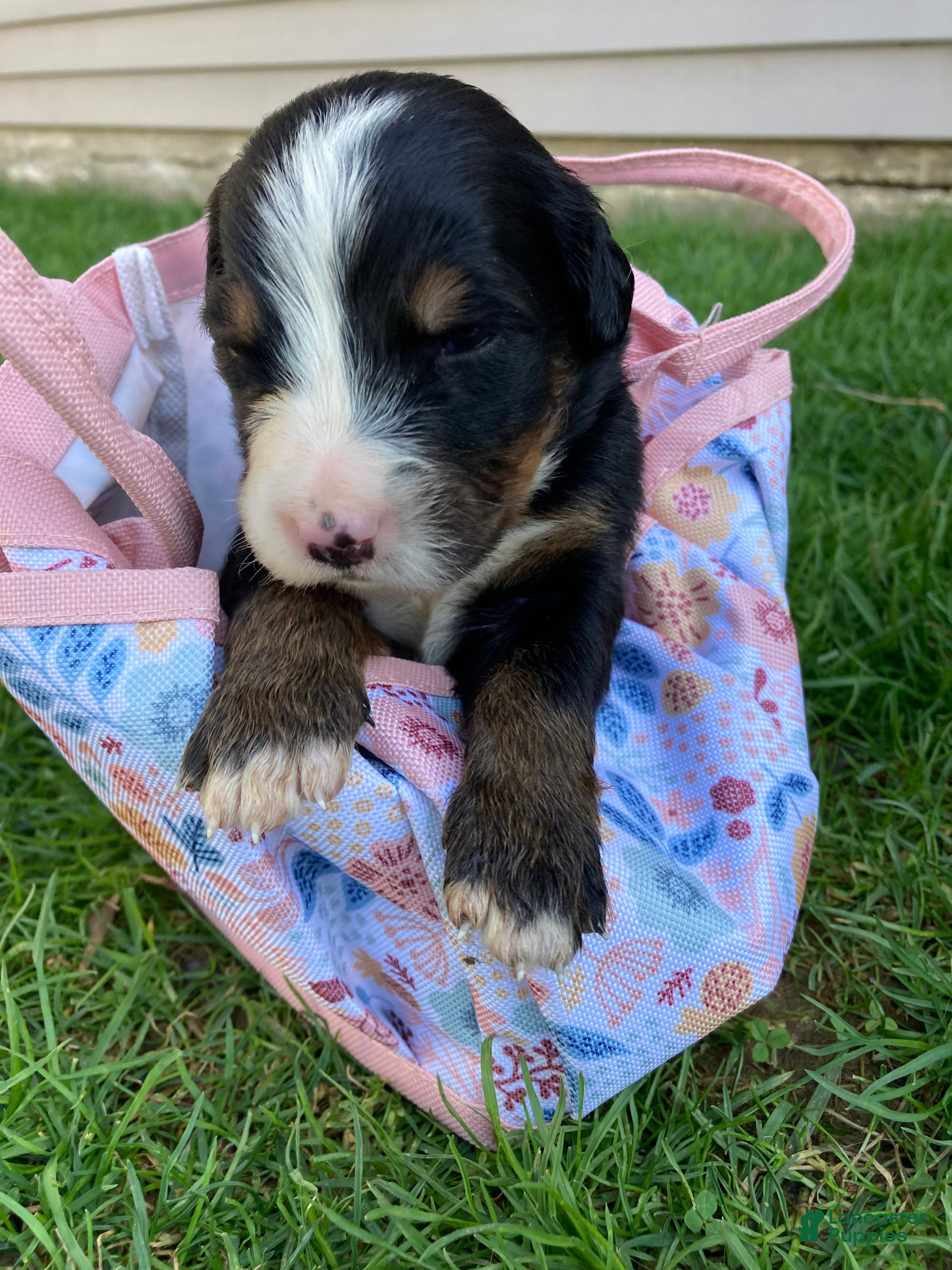 Bernese Mountain Dog dogs Sash - Ad 1