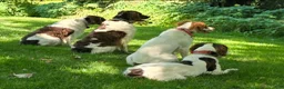 Brittany Spaniel dogs for sale: Brittany Spaniel 2 - Ad 4