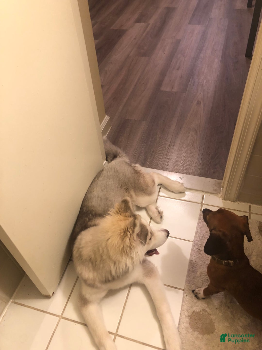 Gallery Image {{count}}