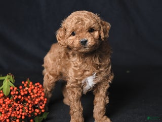 Toy Poodle dogs Gio - Ad 3
