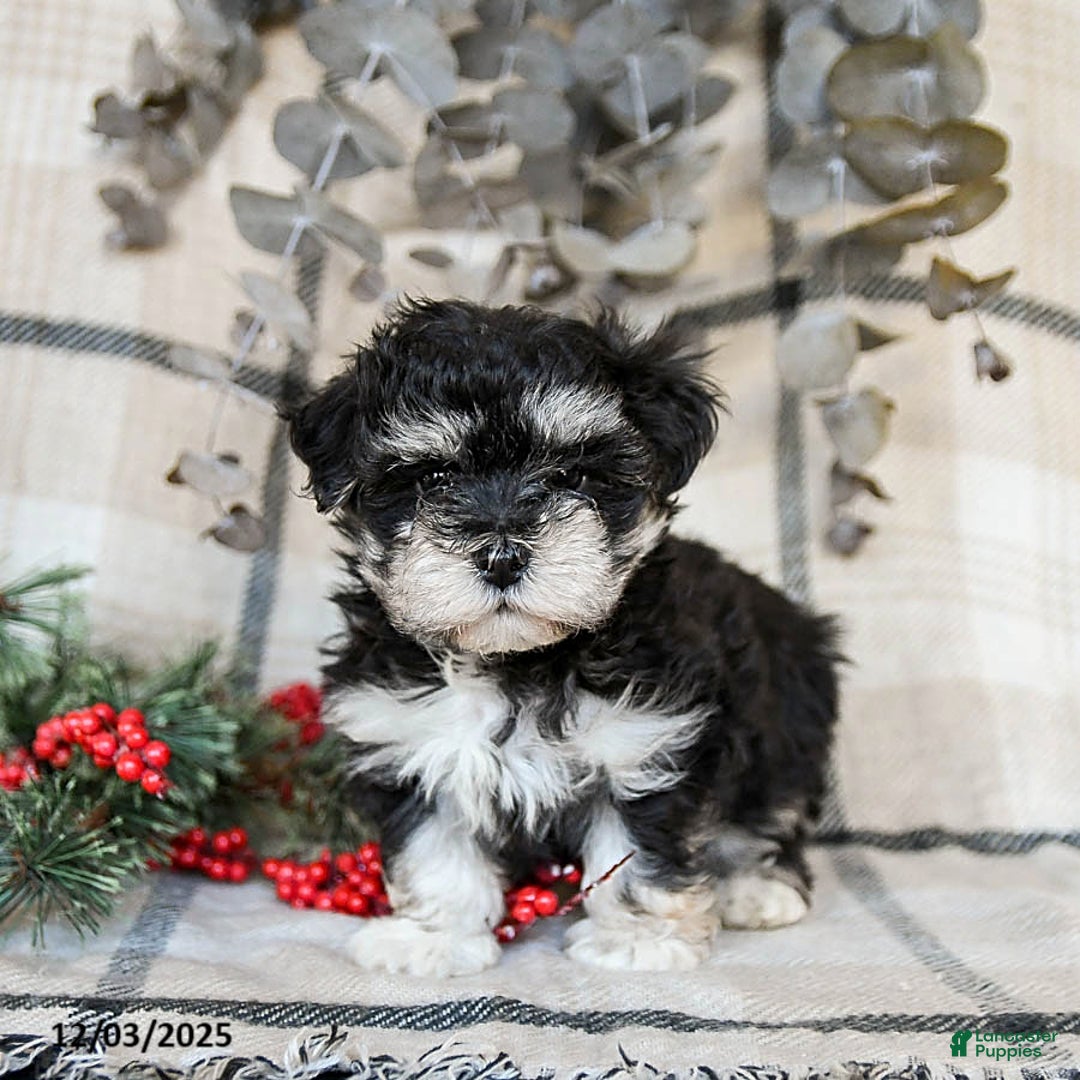 Maltipoo dogs for sale: Dallas - Ad 3