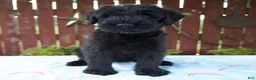Giant Schnauzer dogs for sale: Louise - Ad 6