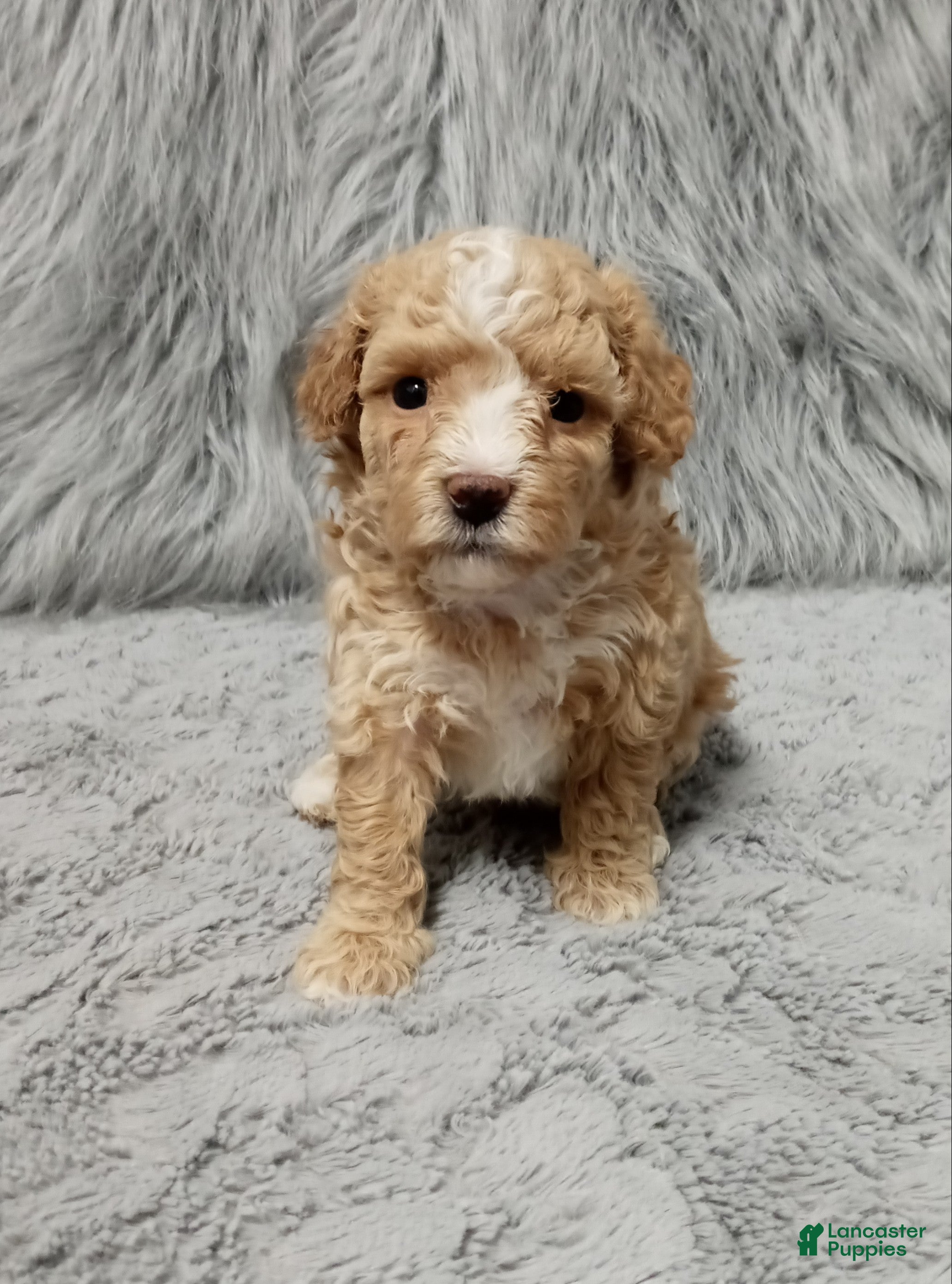 Havapoo dogs Zoey 🌷 Toy/Minature - Ad 2