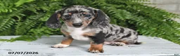 Dachshund dogs for sale: Gregory - Ad 4