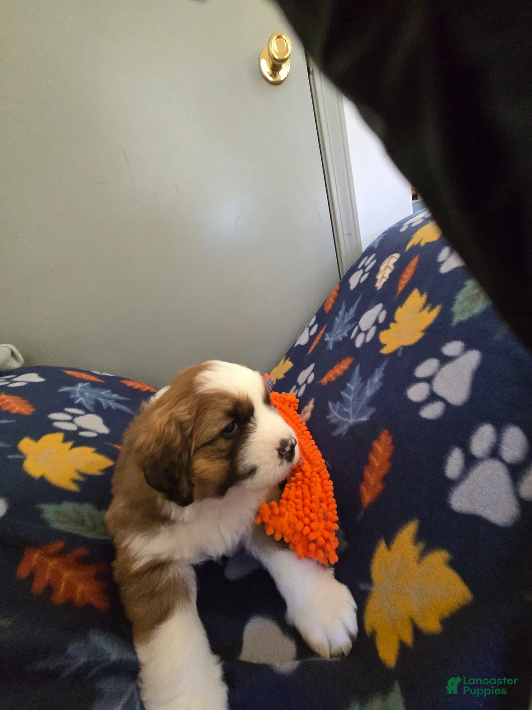 Mixed Breed dogs for sale: Brody - Ad 12