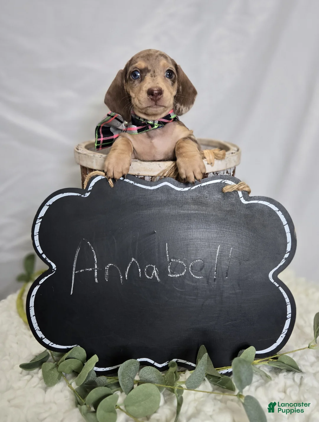Miniature Dachshund dogs for sale: Annabell - Ad 4