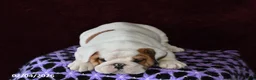 English Bulldog dogs for sale: Brock - Ad 5