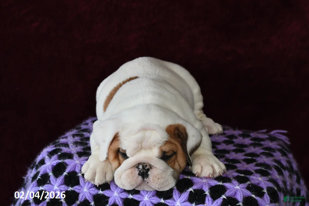 English Bulldog dogs for sale: Brock - Ad 5