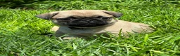 Pug dogs for sale: Bella - Ad 17