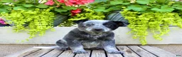 Australian Cattle Dog dogs for sale: Sadie - Ad 8