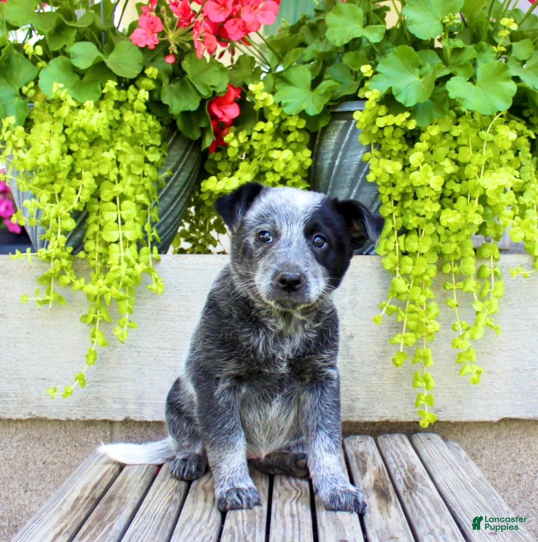 Australian Cattle Dog dogs for sale: Sadie - Ad 8