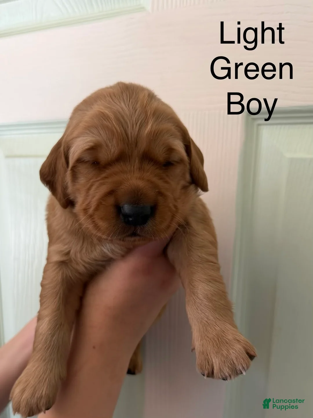 Golden Retriever dogs for sale: Light Green Boy - Ad 2
