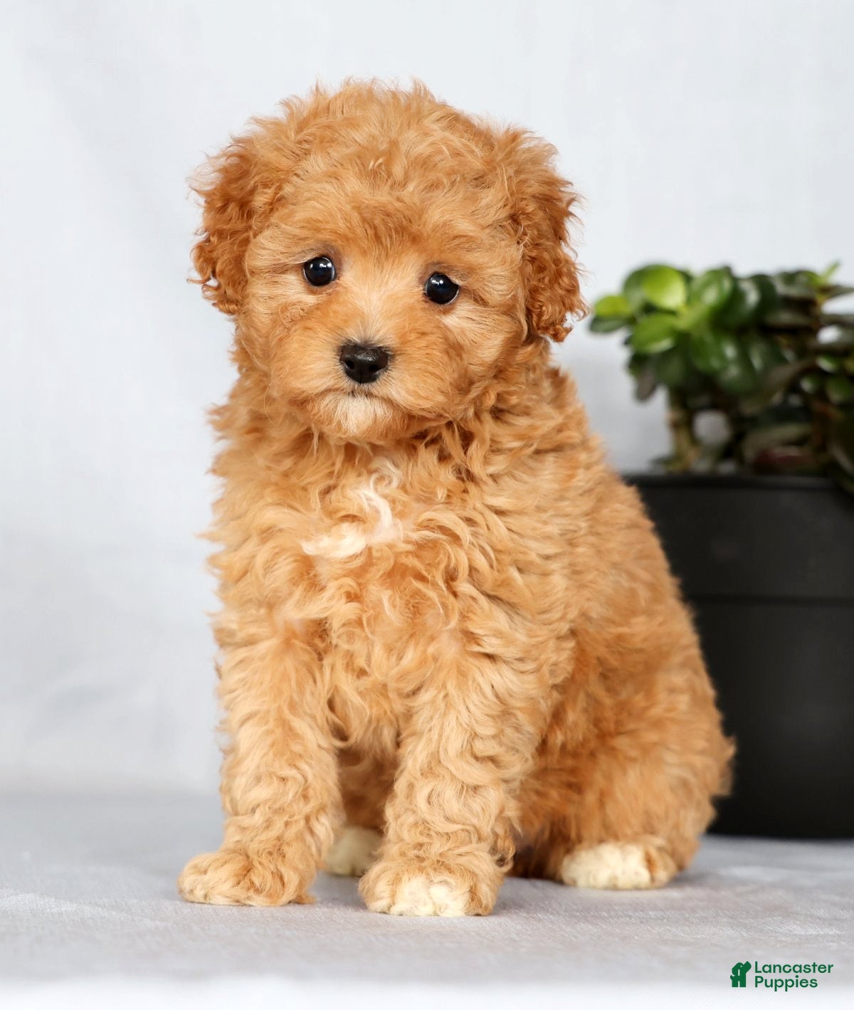 Cavapoo dogs Paige - Ad 1
