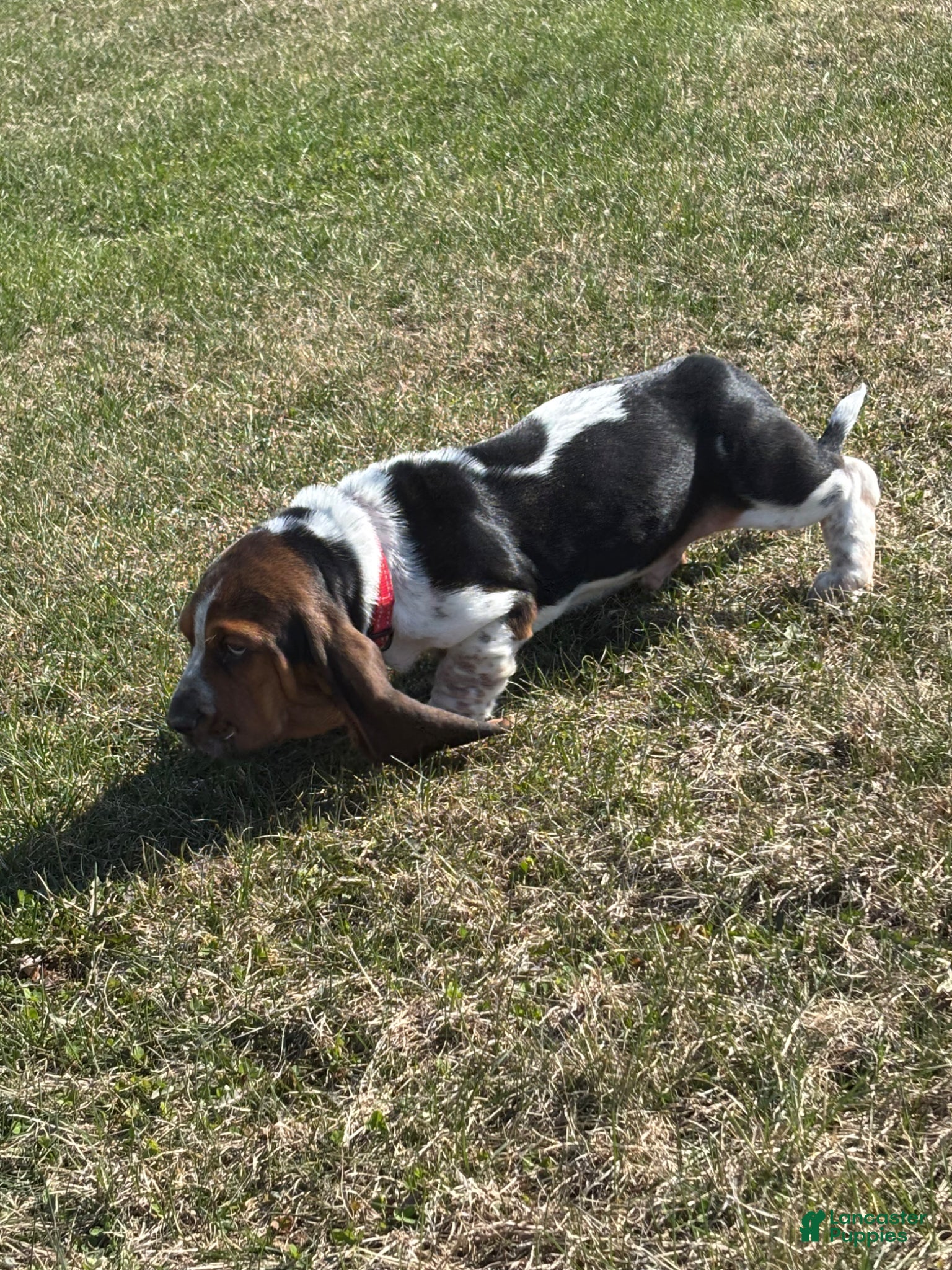 Basset Hound dogs Basset Hound Puppy 2 - Ad 2