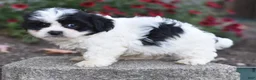 Teddy Bear dogs for sale: Audi - Ad 7