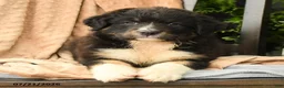 Australian Shepherd dogs for sale: Mia  - Ad 1