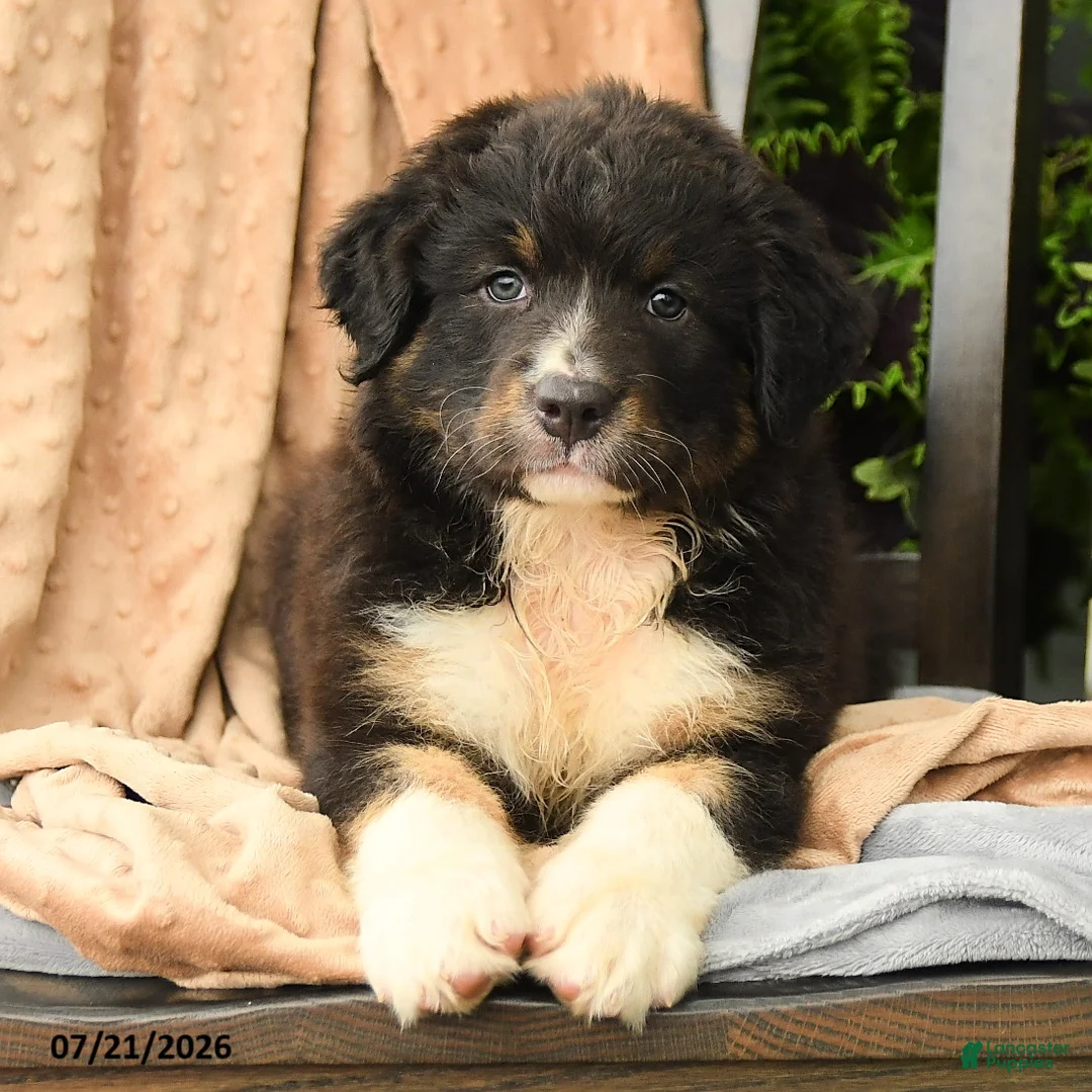 Australian Shepherd dogs for sale: Mia  - Ad 1