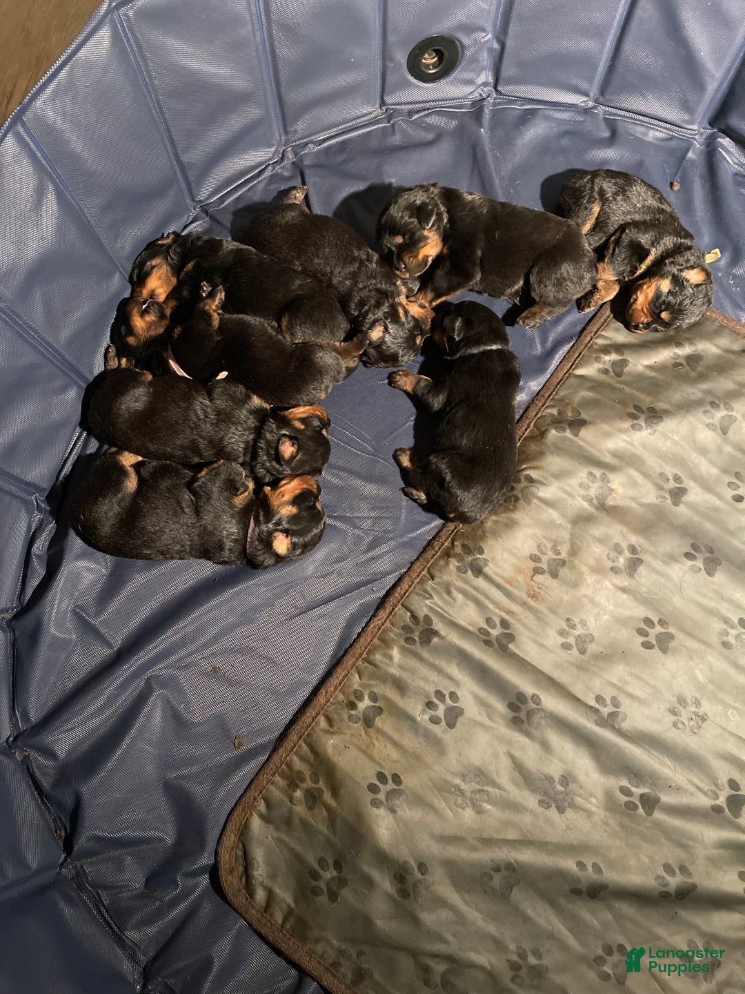 Rottweiler dogs for sale: 3rd Pick Female - Ad 13