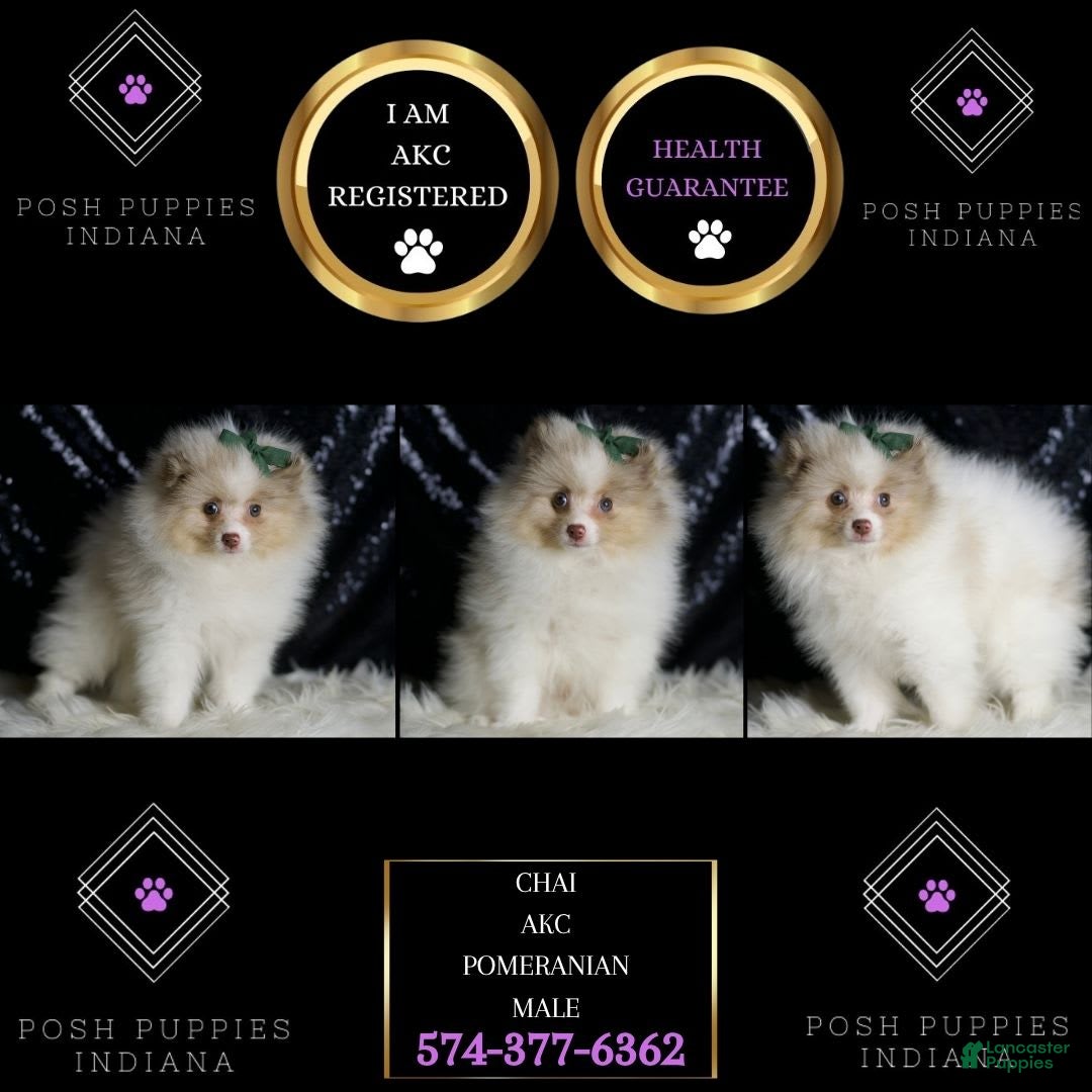 Pomeranian dogs for sale: Chai - Ad 7