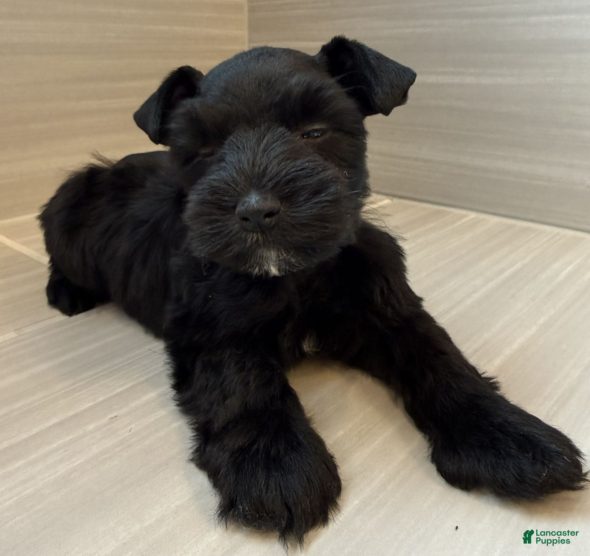 Miniature Schnauzer dogs Orion - Ad 2