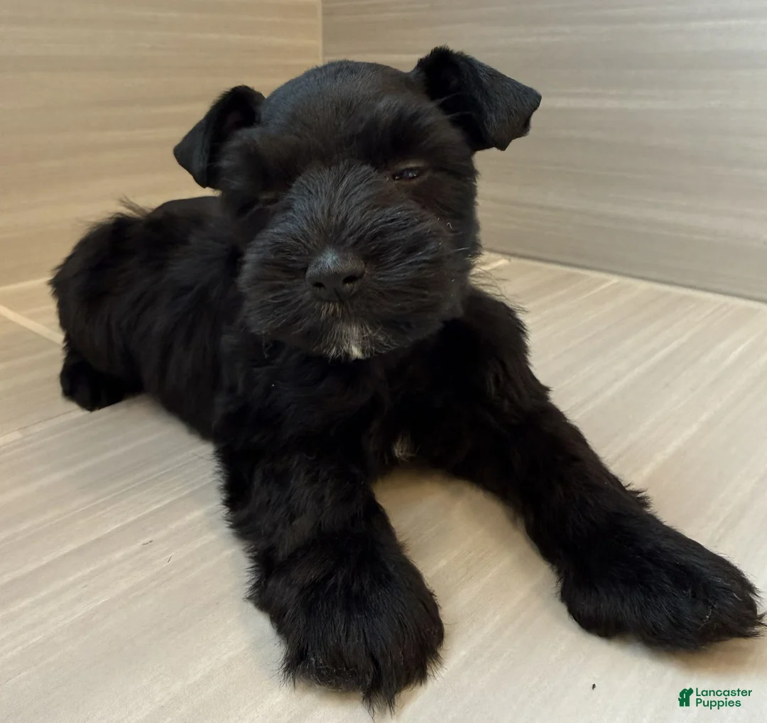 Miniature Schnauzer dogs for sale: Orion - Ad 2