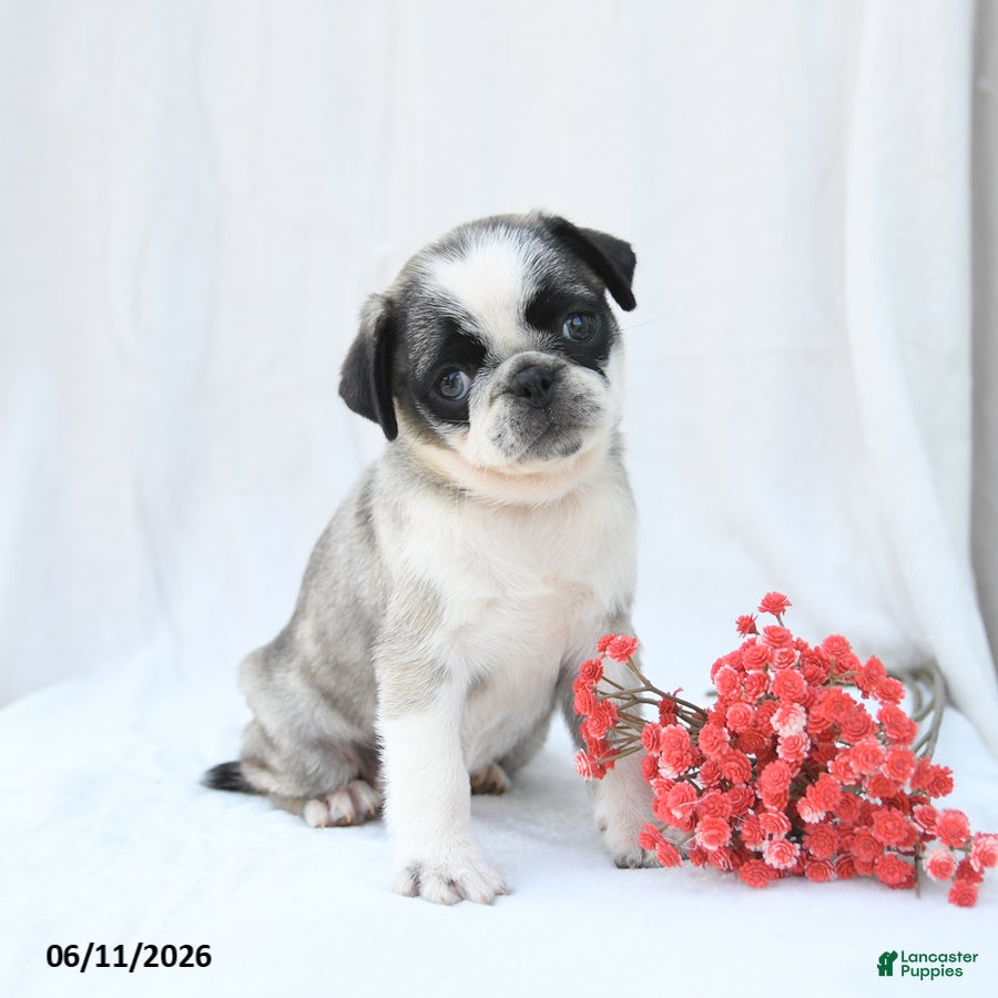 Boston Terrier dogs Honey - Ad 1