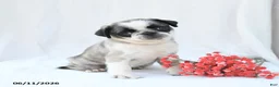 Boston Terrier dogs for sale: Honey - Ad 1