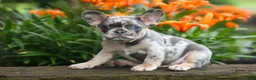 French Bulldog dogs for sale: Knox 💙 - Ad 20